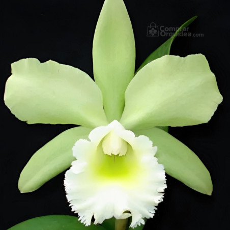 Blc Esmeralda 'Heritage'