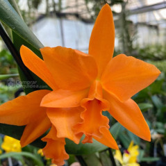 Pot  Love Passion “Orange Bird”