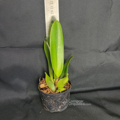 Cattleya Vallezac "Magic Fire" Muda