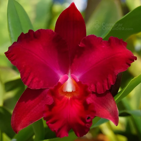 Cattleya Vallezac "Magic Fire"
