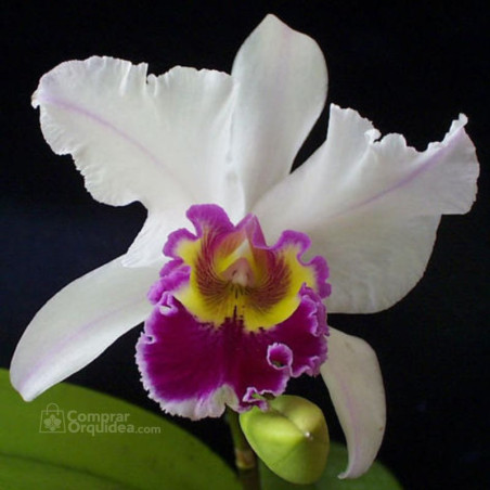 Lc Costal Concept  “Comet”