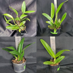 Kit 4 Cattleyas (2 adultas + 2 mudas)