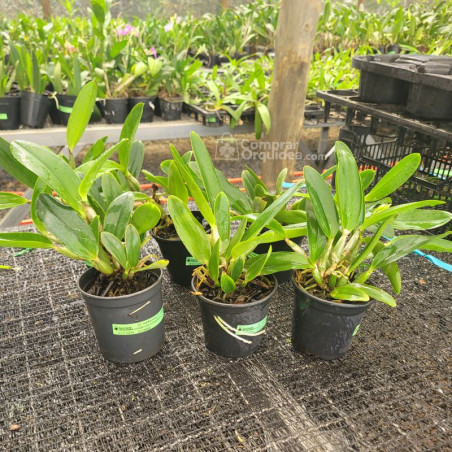 kit 6 Walkerianas Adultas Sem Repetir