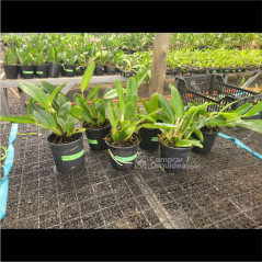 kit 6 Walkerianas Adultas Sem Repetir