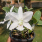 C. Nobilior Semi Alba Akemi x Self Adulta