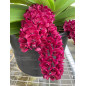 Vandacea Rhynchostylis gigantea "Red" Adulta