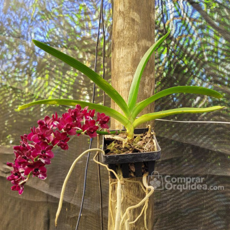 Vandacea Rhynchostylis gigantea "Red" Adulta