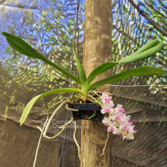 Vandacea Rhynchostylis gigantea “Spot” Claro