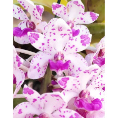 Vandacea Rhynchostylis gigantea “Spot” Claro