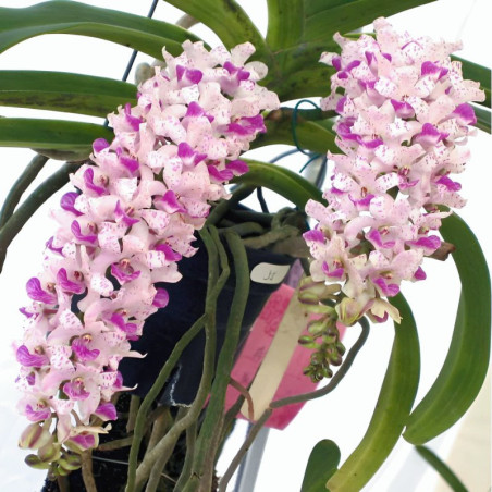 Vandacea Rhynchostylis gigantea “Spot” Claro Adulta