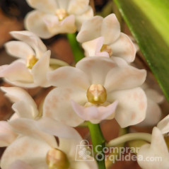 Vandacea Rhynchostylis gigantea "Orange an White"