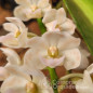 Vandacea Rhynchostylis gigantea "Orange an White" Adulta