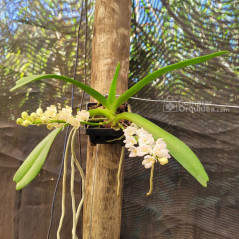 Vandacea Rhynchostylis gigantea "Orange an White" Adulta
