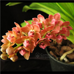 Vandacea Rhynchostylis gigantea "Orange" Adulta