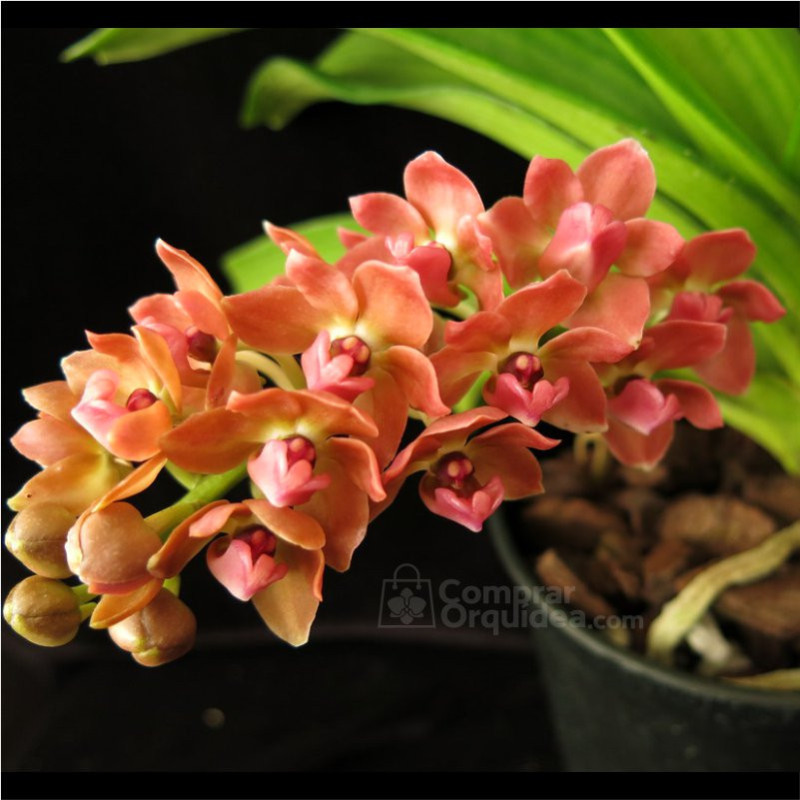 Vandacea Rhynchostylis gigantea "Orange" Adulta