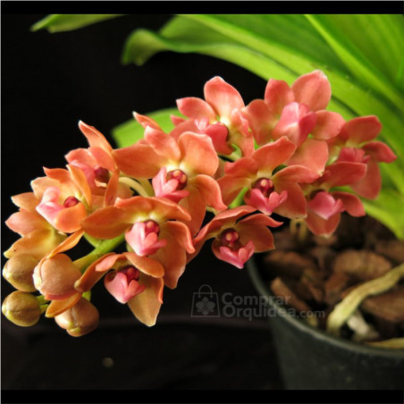 Vandacea Rhynchostylis gigantea "Orange" Adulta