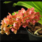 Vandacea Rhynchostylis gigantea "Orange" Adulta