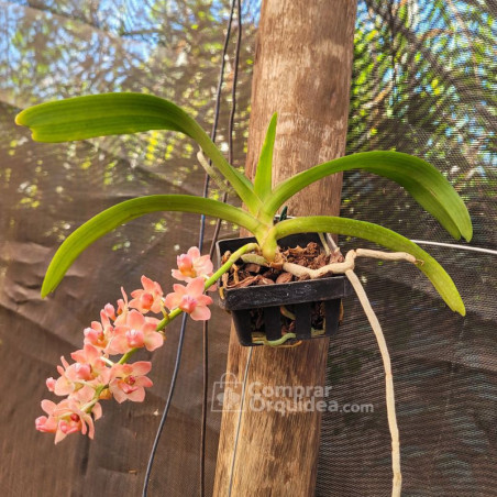 Vandacea Rhynchostylis gigantea "Orange" Adulta