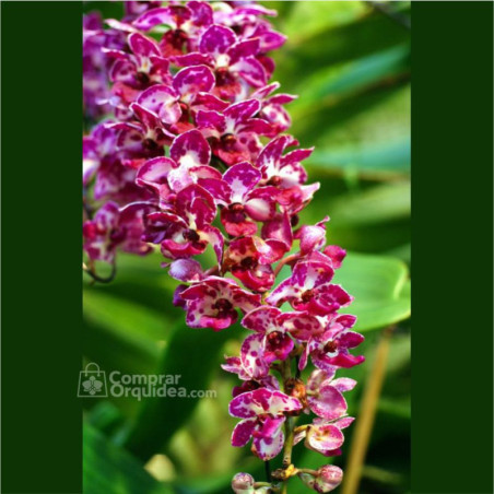 Vandacea Rhynchostylis gigantea “Spot” Escuro