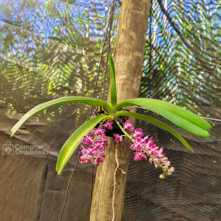 Vandacea Rhynchostylis gigantea “Spot” Escuro Adulta