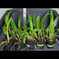 kit 10 Cattleyas Pré -Adultas Identificadas Selecionadas kit 10 Cattleyas Pré -Adultas Identificadas Selecionadas