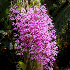 Dendrobium Anosmum Tipo