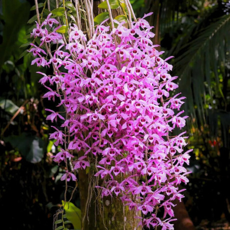 Dendrobium Anosmum Tipo
