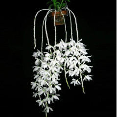 Dendrobium Anosmum Alba Adulta