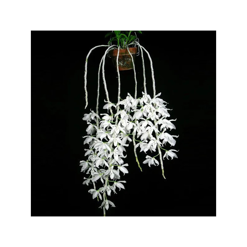 Dendrobium Anosmum Alba Adulta