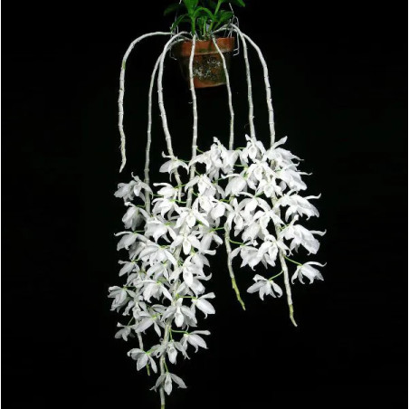Dendrobium Anosmum Alba Adulta