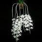 Dendrobium Anosmum Alba Adulta