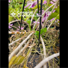 (ENTOUCEIRADA) Dendrobium Anosmum Tipo Adulta