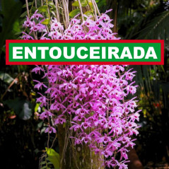 dendrobium anosmum entouceirada