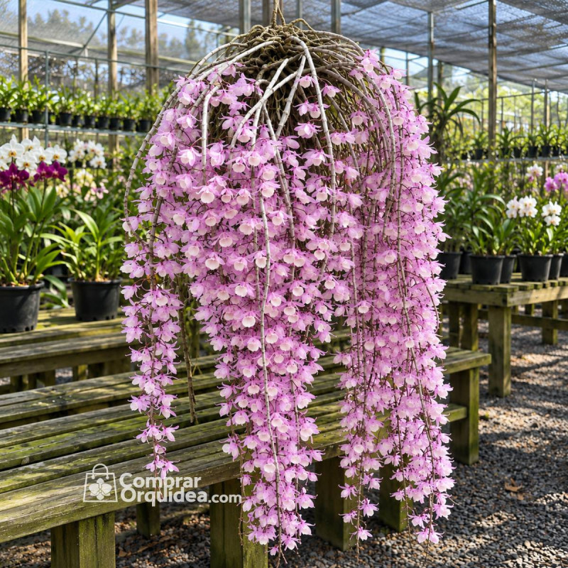 Dendrobium Pierardii (Aphyllum) Adulto