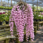 Dendrobium Pierardii (Aphyllum) Adulto