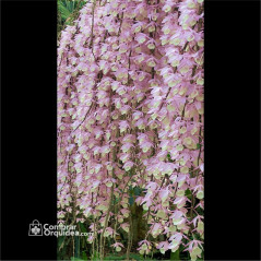 Dendrobium Pierardii (Aphyllum) Adulto