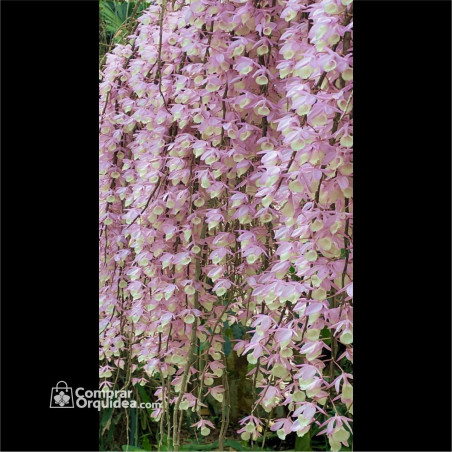 Dendrobium Pierardii (Aphyllum) Adulto