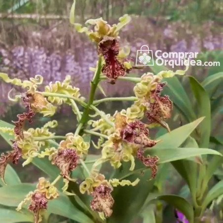 Dendrobium spectabile adulto