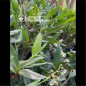 Dendrobium Spectabile Adulto Dendrobium Spectabile Adulto