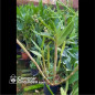 Dendrobium Spectabile Adulto Dendrobium Spectabile Adulto