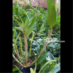 (Touceira) Dendrobium Spectabile Adulto