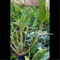 (Touceira) Dendrobium Spectabile Adulto (Touceira) Dendrobium Spectabile Adulto