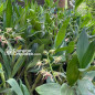 (Touceira) Dendrobium Spectabile Adulto (Touceira) Dendrobium Spectabile Adulto