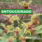 (Touceira) Dendrobium Spectabile Adulto (Touceira) Dendrobium Spectabile Adulto