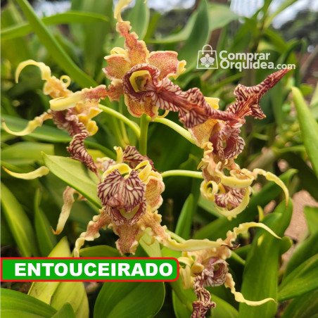 Touceira adulta de Dendrobium spectabile