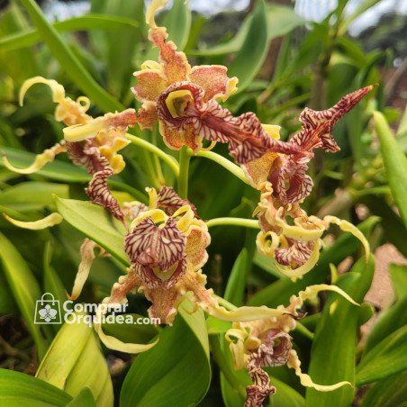 Dendrobium Spectabile Adulto
