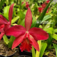 Slc Jewel Box “Sherazade” Adulta