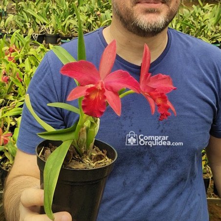 Slc Jewel Box “Sherazade” Adulta