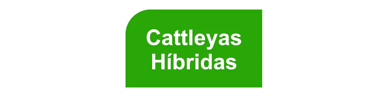 Muda (seedling) de Cattleya Hibrida