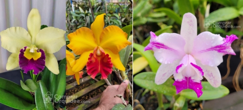 comprar cattleya